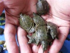生態甲魚養殖技術要點