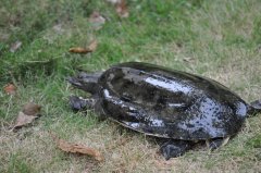 甲魚養殖之盾腹吸蟲病防治技術