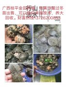 黃沙鱉是什么意思?黃沙鱉有什么功效？
