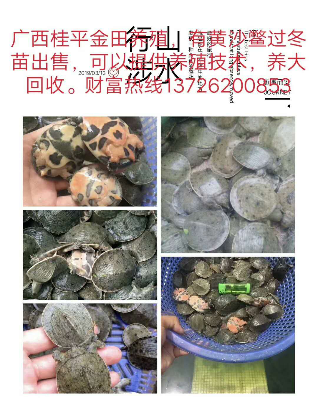 黃沙鱉苗批發
